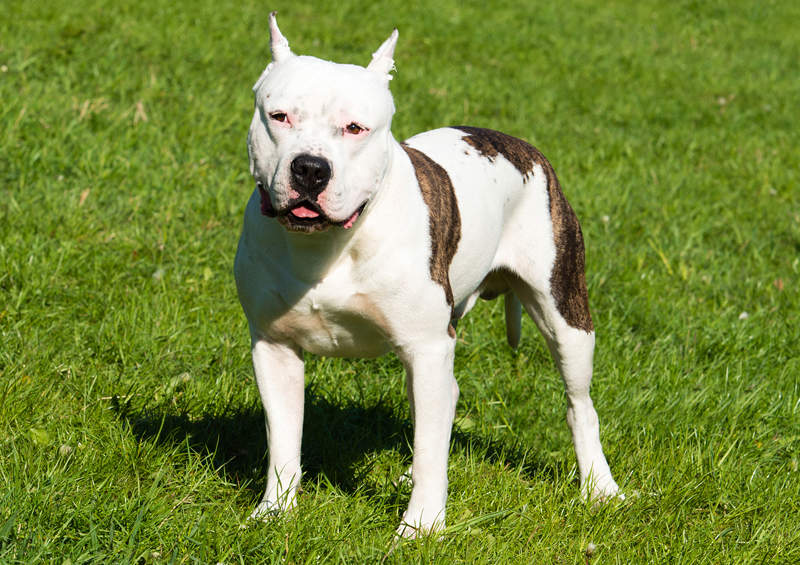 Amerikiečių Stafordšyro terjeras (American Staffordshire Terrier)