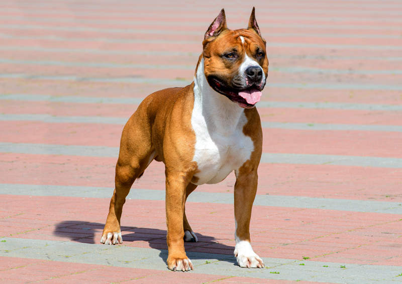 amerikieciu stafordsyro terjeras American Staffordshire Terrier