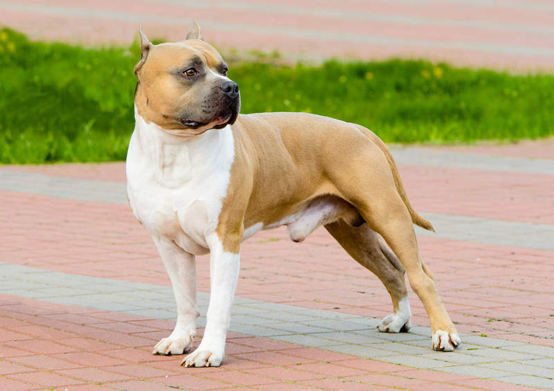 amerikieciu stafordsyro terjeras American Staffordshire Terrier