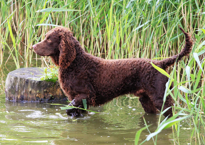 Amerikiečių vandens spanielis (American Water Spaniel)