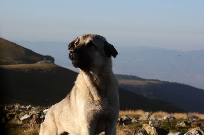 anatolijos aviganis Anatolian Shepherd Dog