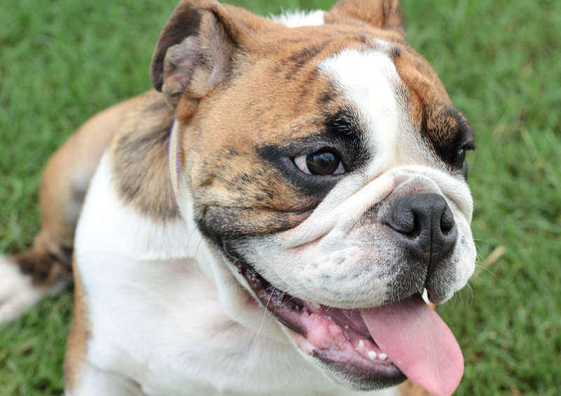 Anglų buldogas (English bulldog)