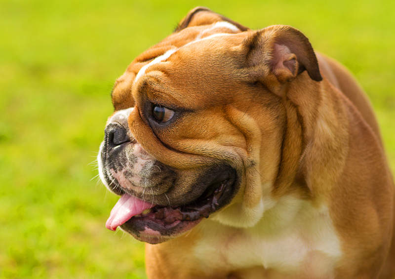 anglu buldogas English bulldog