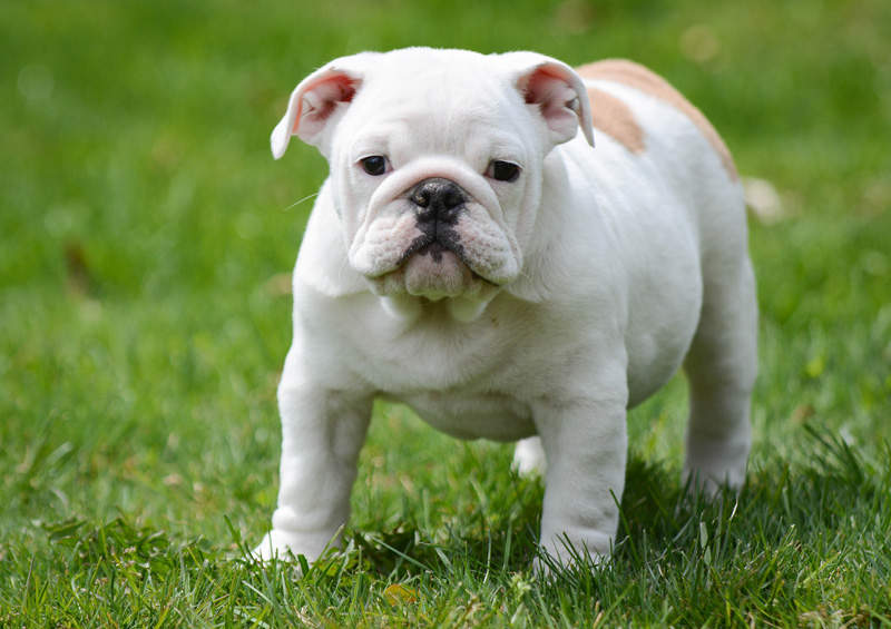 anglu buldogo suniukas English bulldog