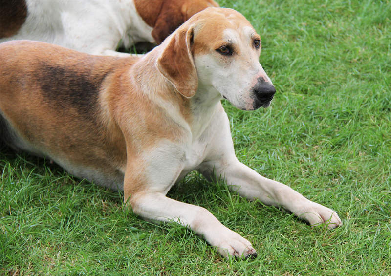 Anglų Fokshaundas (English Foxhound)