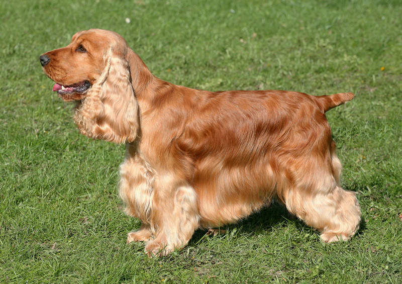 Anglų kokerspanielis (English Cocker Spaniel)