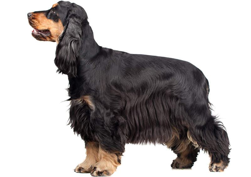 Anglų kokerspanielis (English Cocker Spaniel)