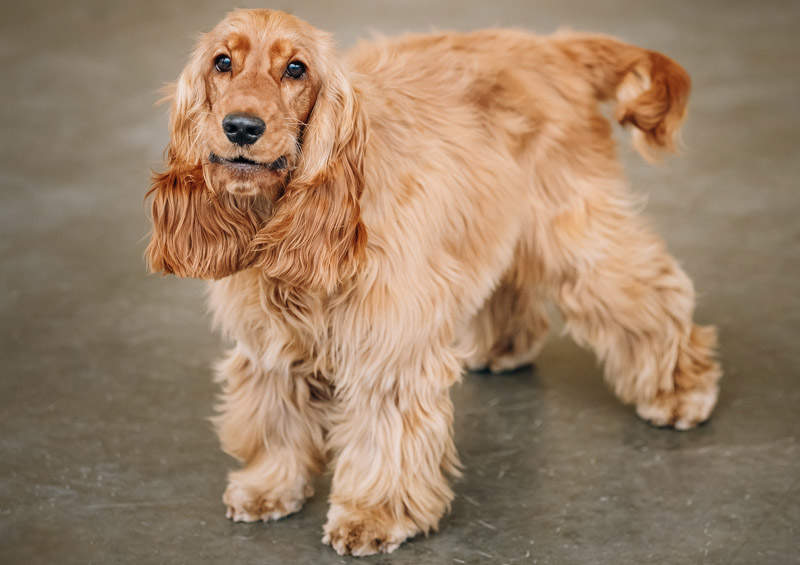 Anglų kokerspanielis (English Cocker Spaniel)