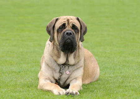 Anglų mastifas (English Mastiff)