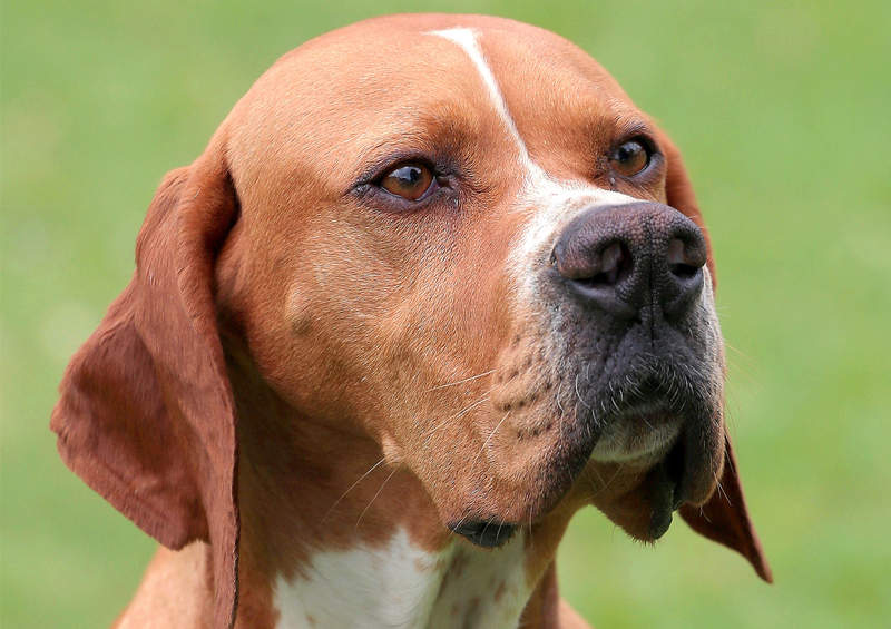 Anglų pointeris (English pointer)