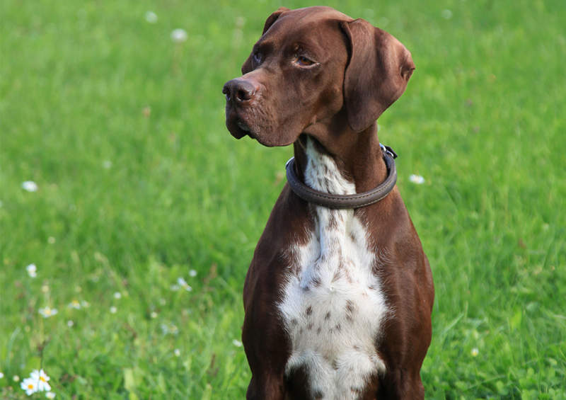 Anglų pointeris (English pointer)