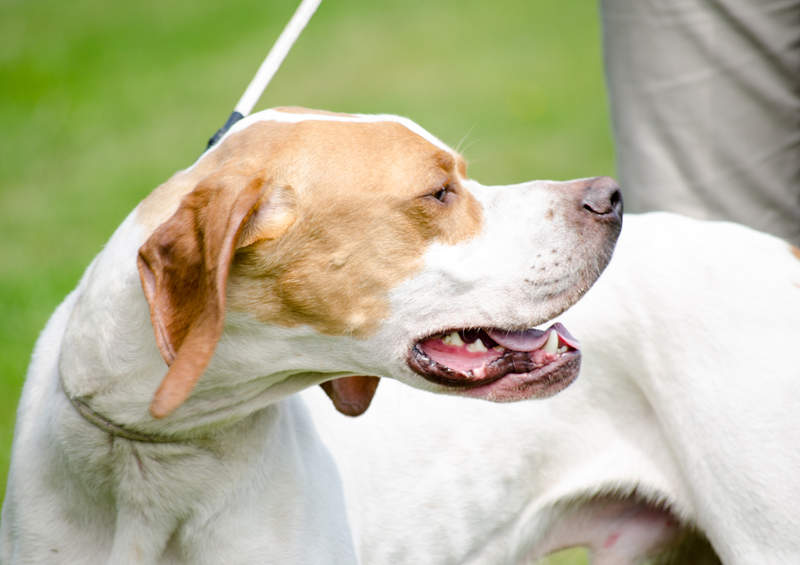 anglu pointeris English pointer