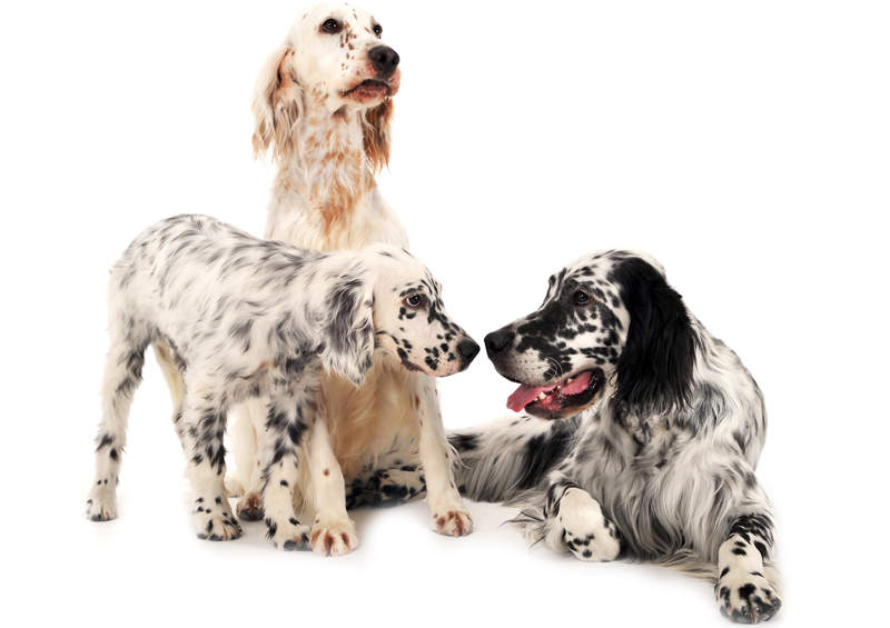 Anglų seteriai (English Setter)