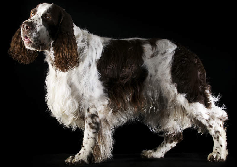 Anglų springerspanielis (English Springer Spaniel)