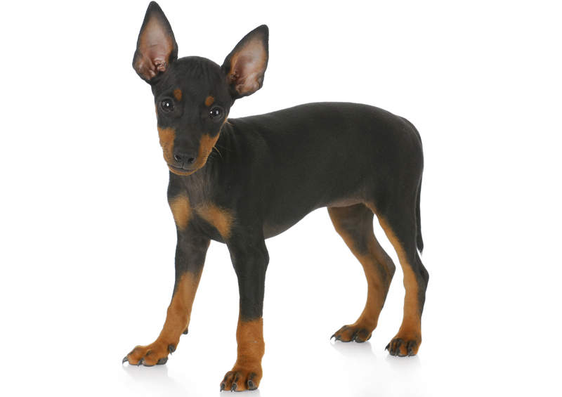 anglu toiterjero suniukas English Toy Terrier