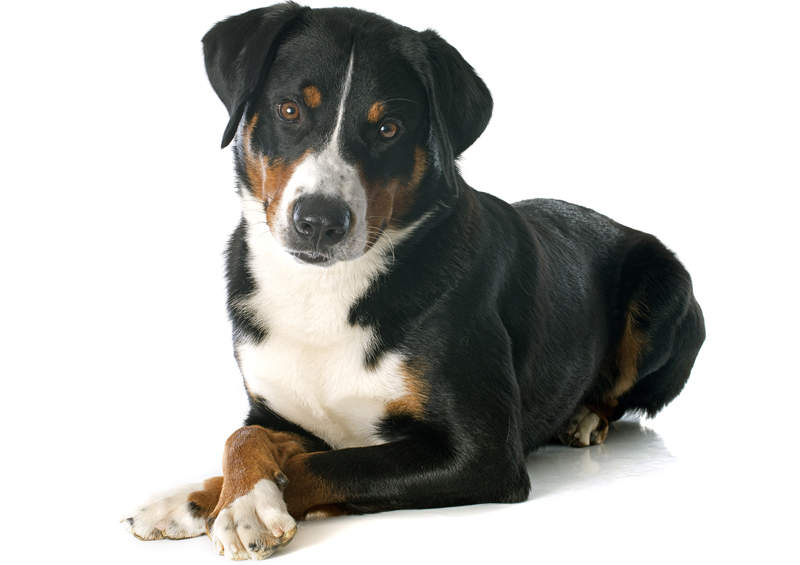 Apenzelio zenenhundas (Appenzeller Sennenhund) Apenzelio zenenhundas (Appenzeller Sennenhund)