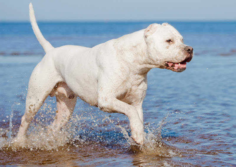 argentinos dogas Argentine Dogo