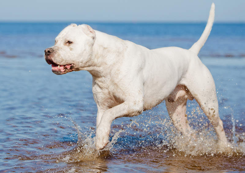 Argentinos dogas (Argentine Dogo)