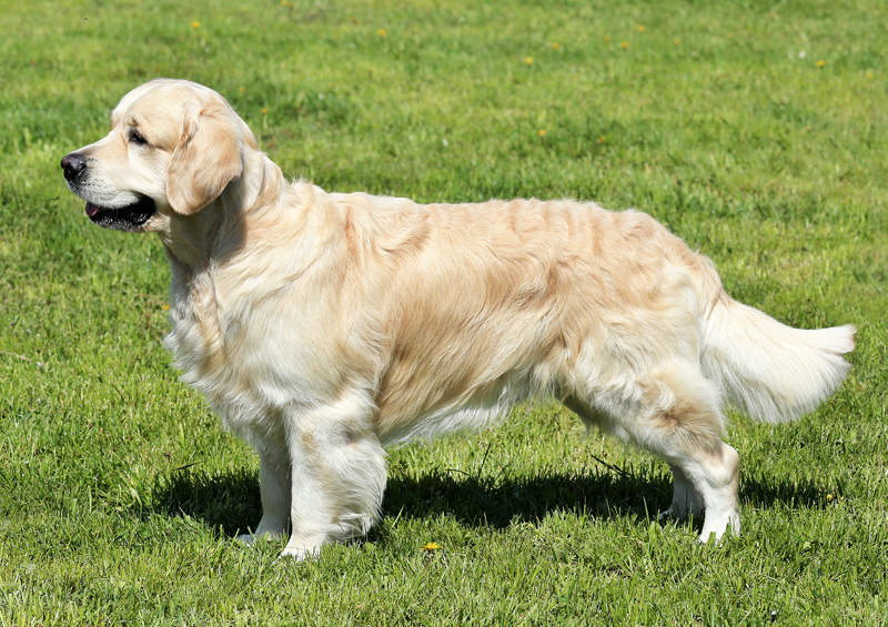 Auksaspalvis retriveris (Golden Retriever)