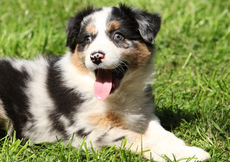 australu aviganio suniukas Australian Shepherd