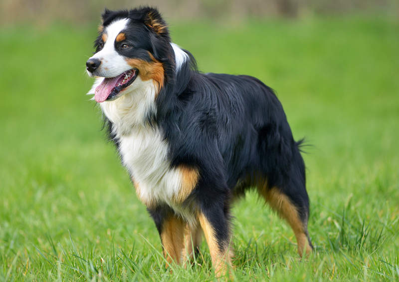 Australų aviganis (Australian Shepherd)