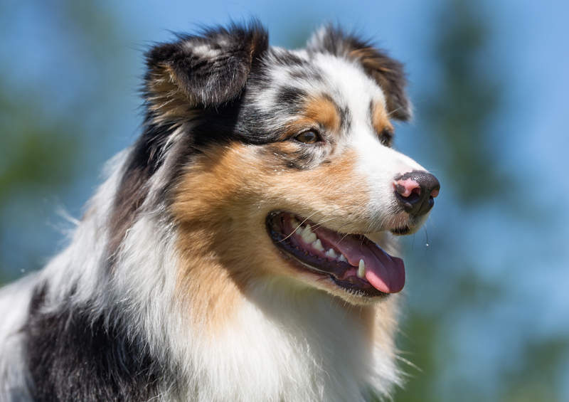 australu aviganis Australian Shepherd