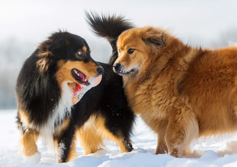 Australų aviganis (Australian Shepherd)