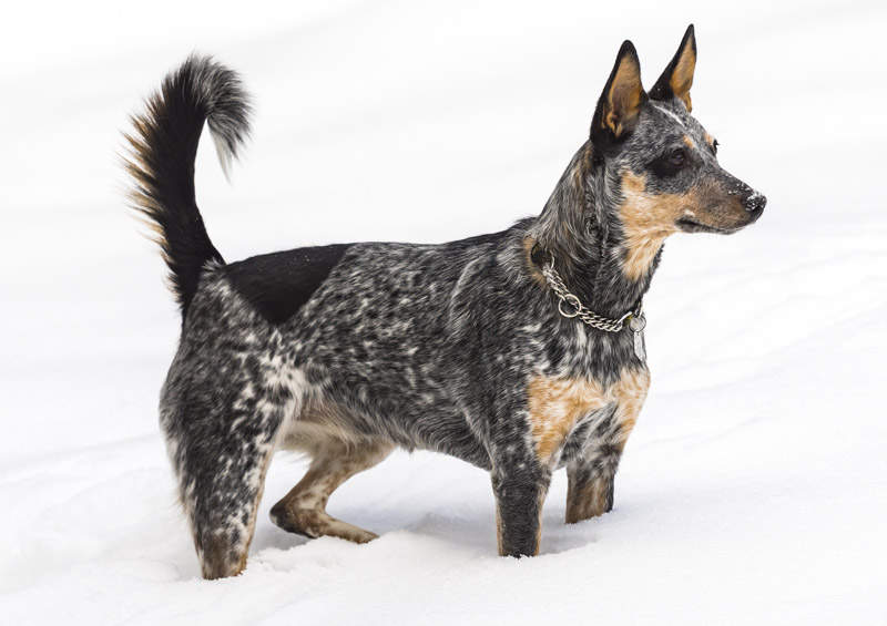 Australų bandganis (Australian Cattle Dog, Blue Heeler)