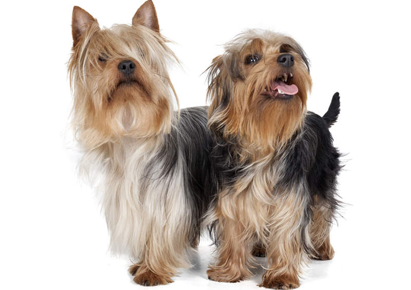 australu silkaplaukiai terjerai Australian Silky Terrier