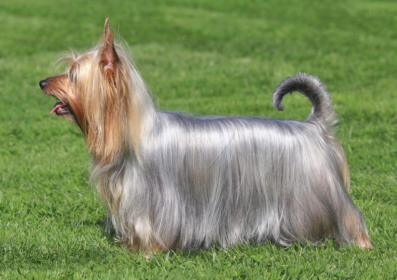 Australų šilkinis terjeras (Australian Silky Terrier)