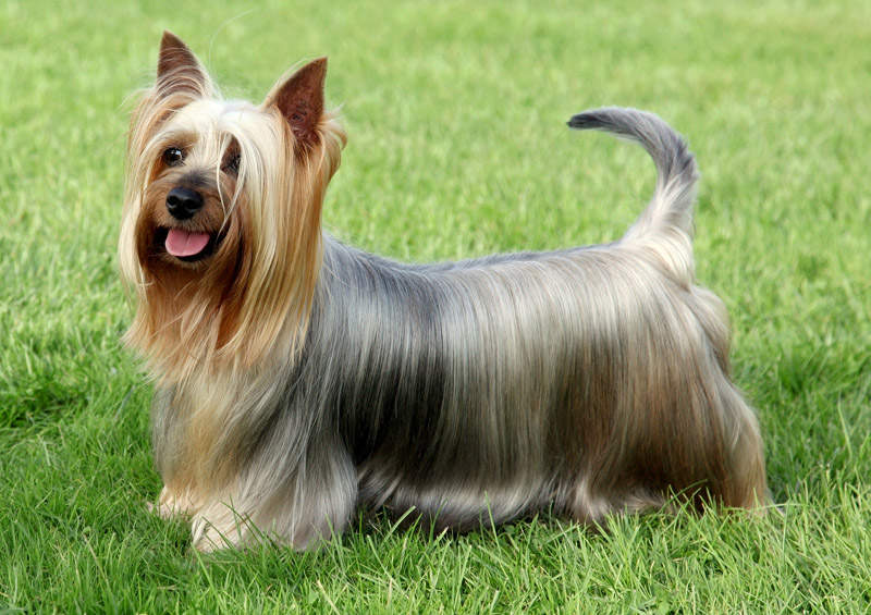 Australų šilkinis terjeras (Australian Silky Terrier)