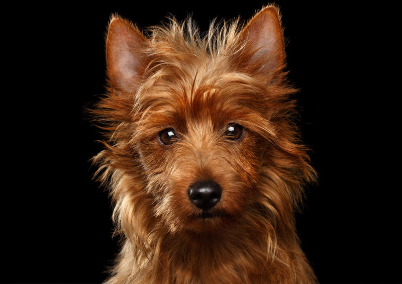 Australų terjeras (Australian Terrier)