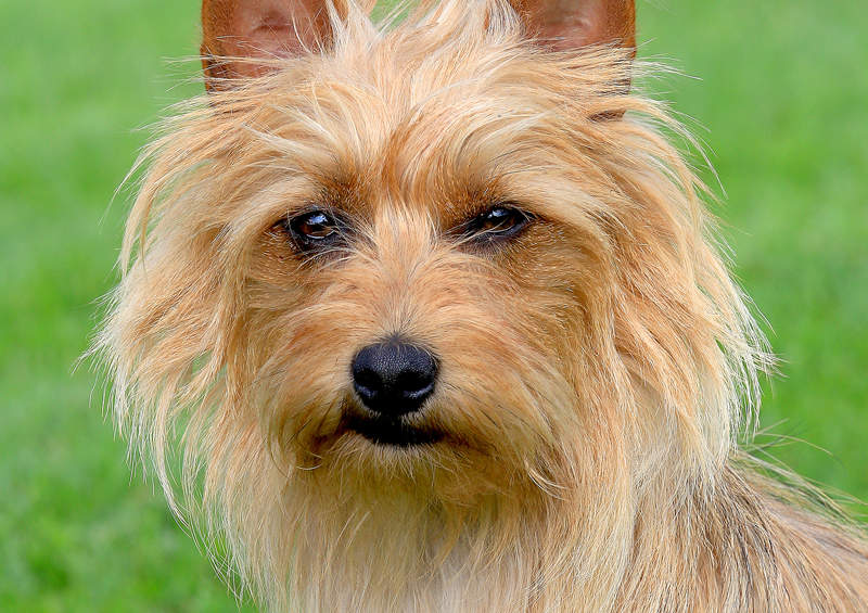 Australų terjeras (Australian Terrier)