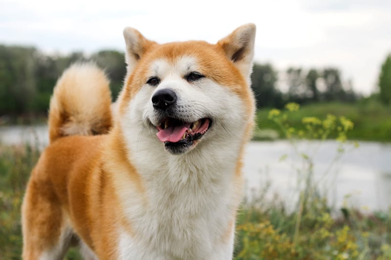 Akita Inu (angl. Akita Inu)