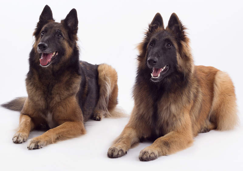 Belgu aviganiai Terviurenai Belgian Shepherd Tervuren