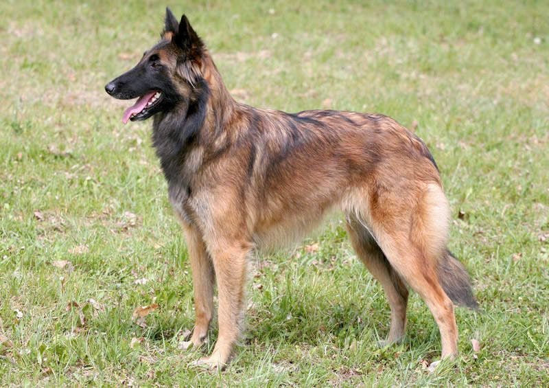 Belgų aviganis Terviurenas (Belgian Shepherd Tervuren)