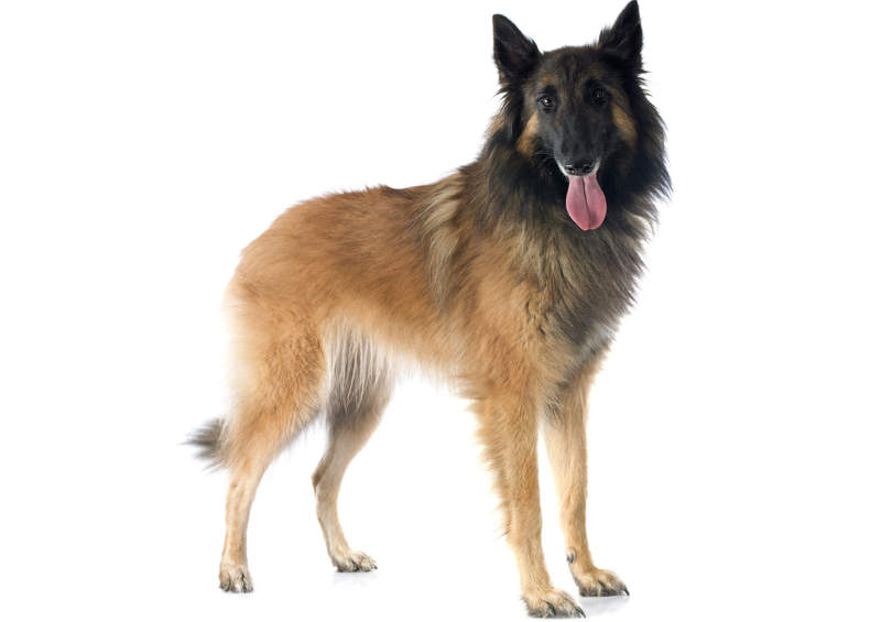 Belgų aviganis Terviurenas (Belgian Shepherd Tervuren)