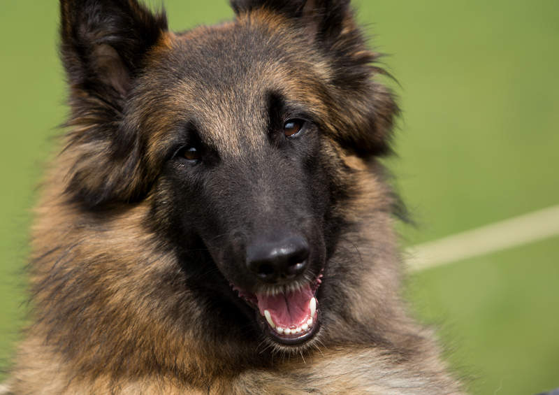 Belgu aviganis Terviurenas Belgian Shepherd Tervuren