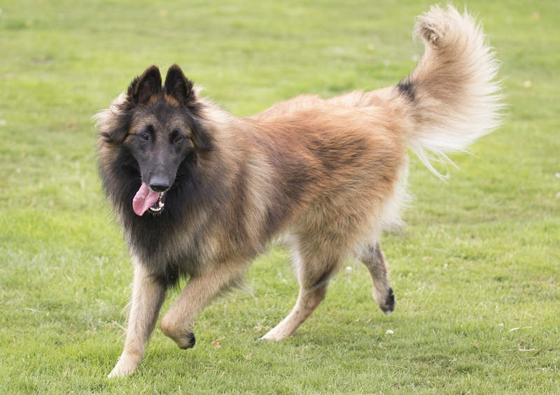 Belgų aviganis Terviurenas (Belgian Shepherd Tervuren)