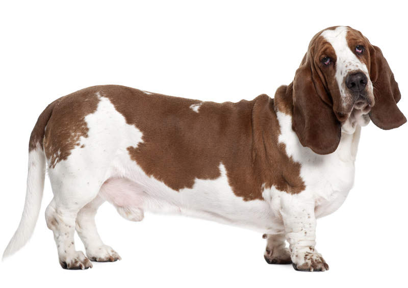 Anglų basetas (Basset Hound)