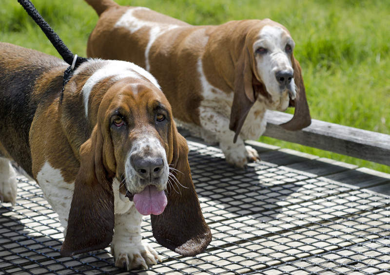 anglu basetai basset hound