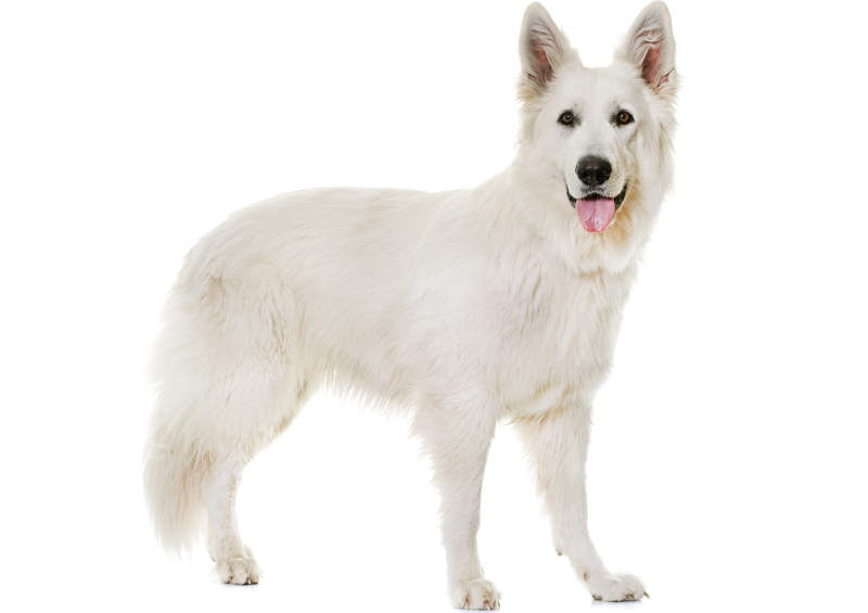 Baltasis amerikos aviganis (American White Shepherd)