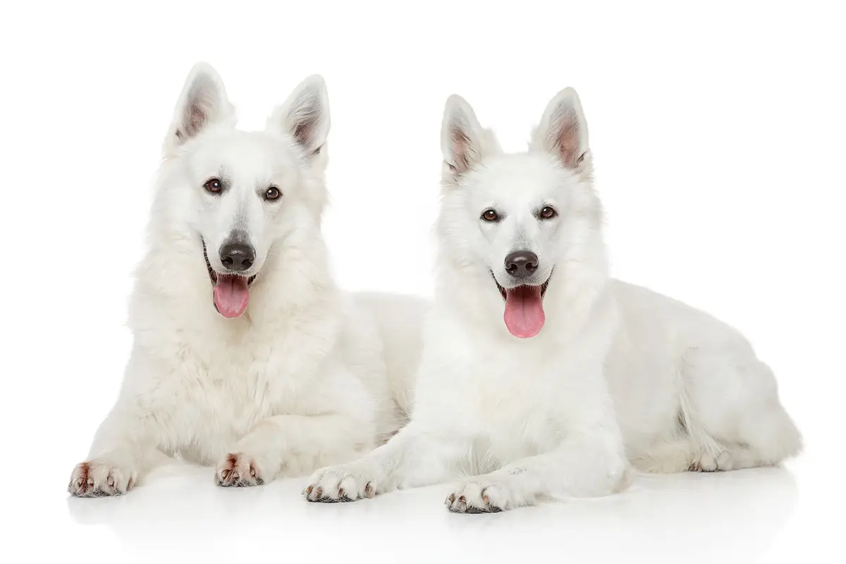 Baltasis amerikos aviganis (American White Shepherd)