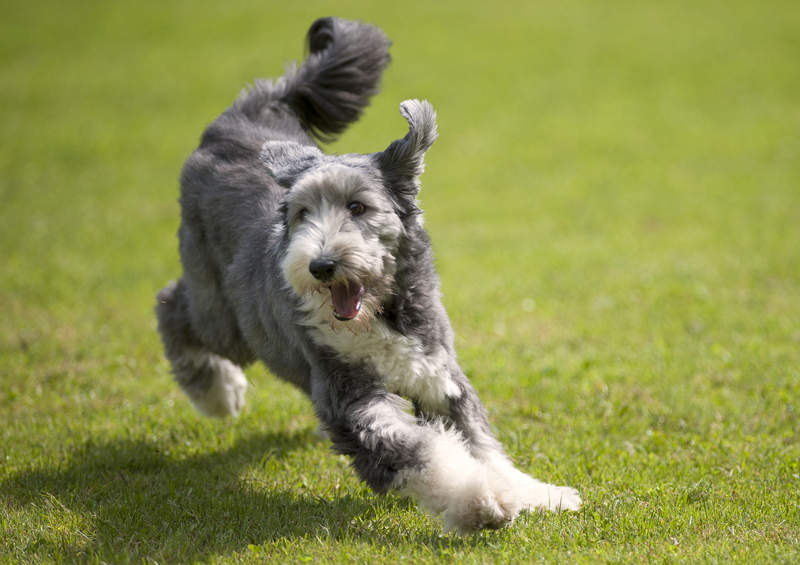 Barzdotasis kolis (Bearded Collie)