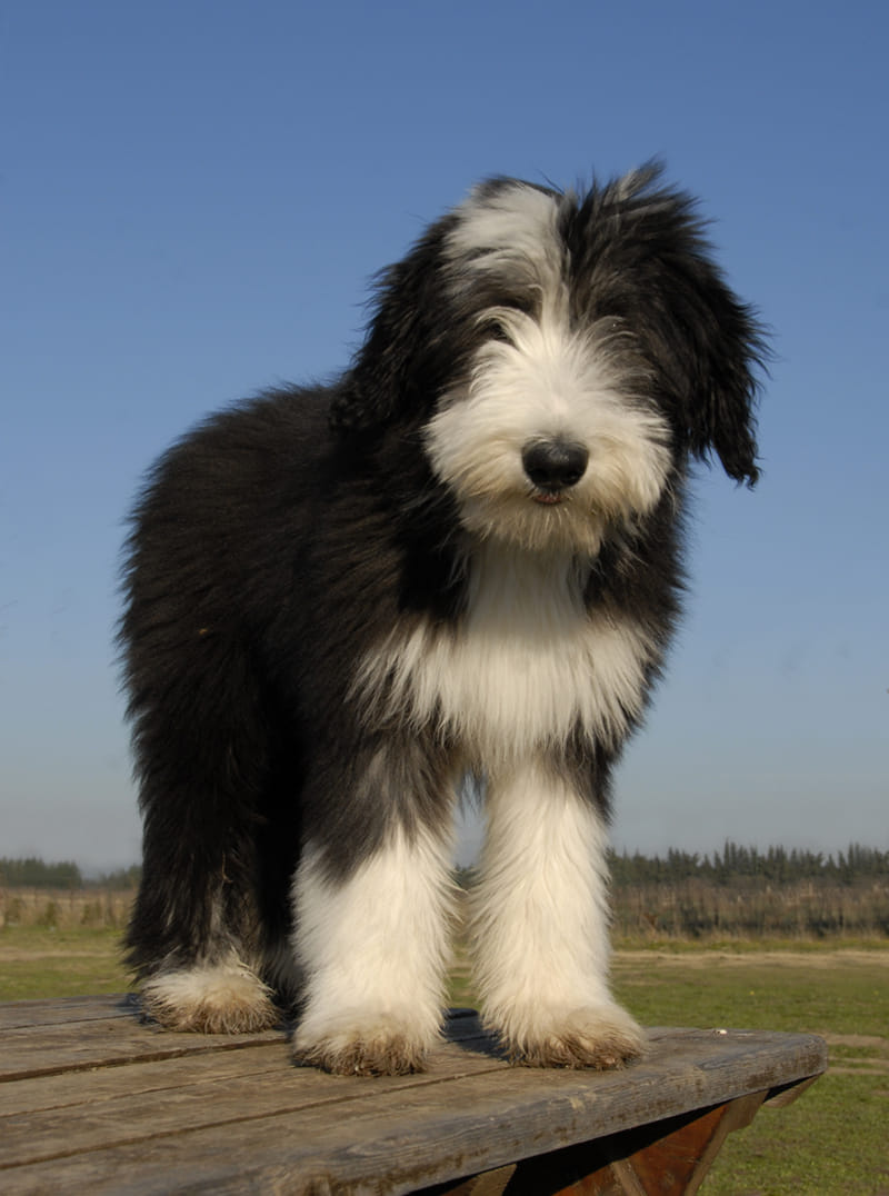 barzdotieji koliai Bearded Collie