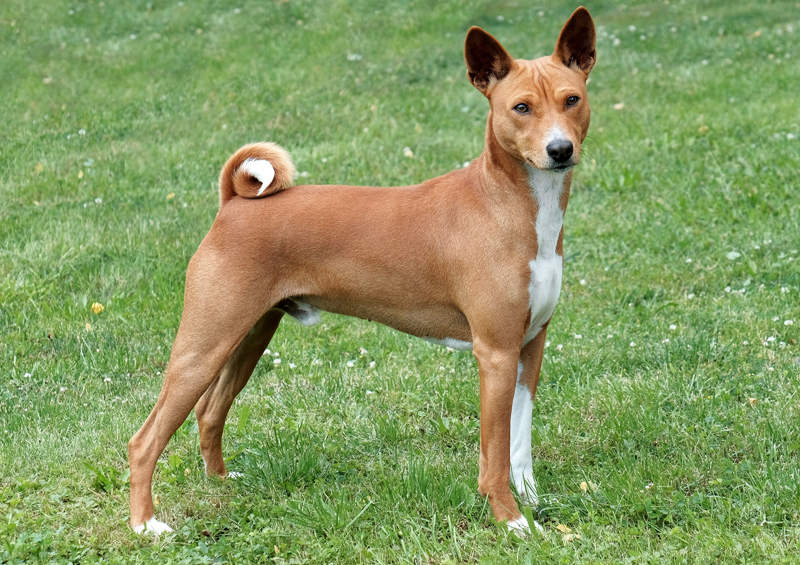 Basendžis (Basenji)