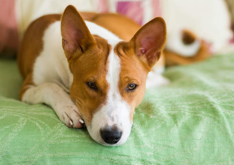 Basendžis (Basenji)