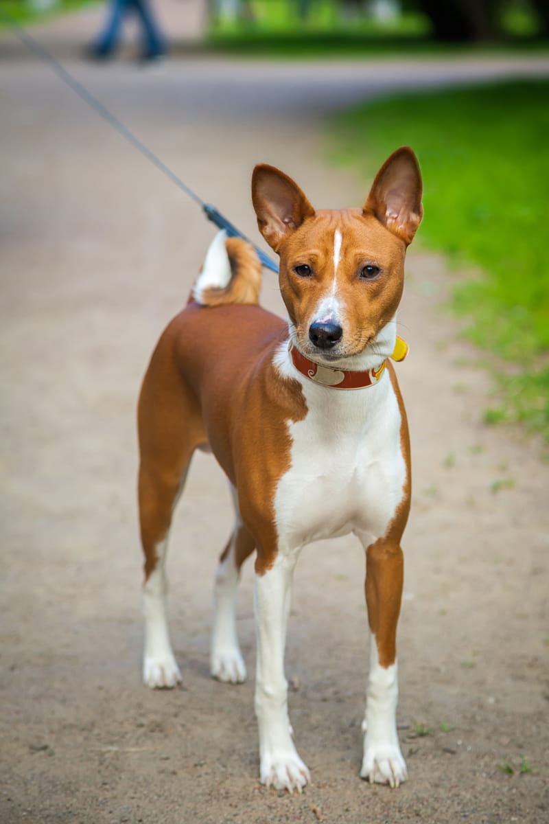 basendzis Basenji