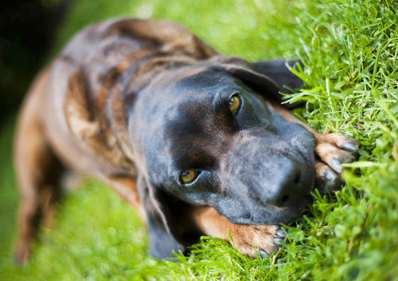 Bavarų kraujasekys (Bavarian Mountain Hound)