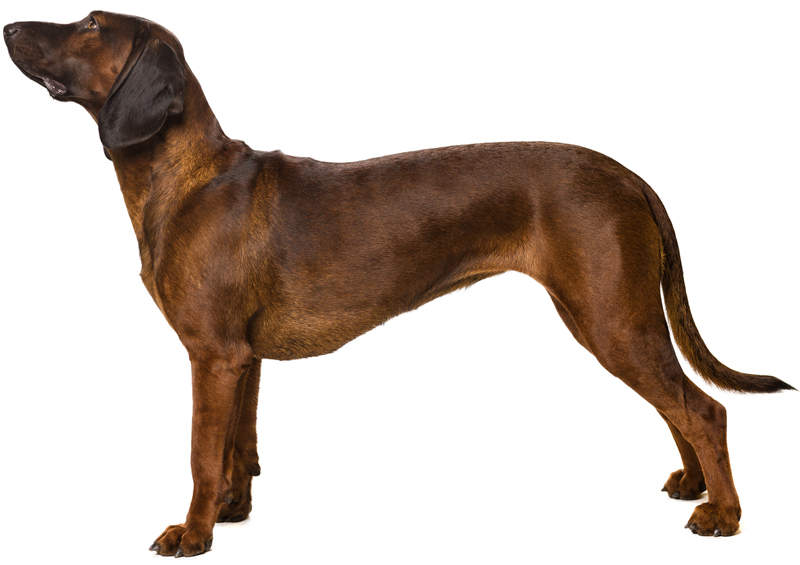 Bavarų kraujasekys (Bavarian Mountain Hound)